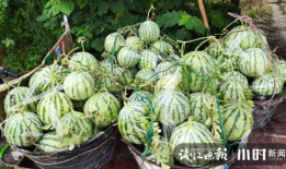 温州吃瓜爆料是真的吗,真相揭秘，是真是假？