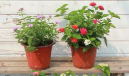 沧州吃瓜爆料视频大全最新,揭秘当地热点事件背后的真相