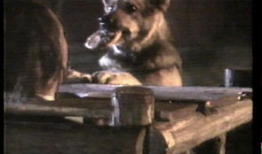 狼的电视剧,探寻野性与人性的交织